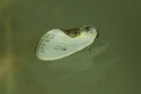 Cilix
