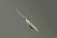 Coleophora hemerobiella
