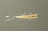 Coleophora
