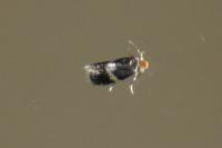 Ectoedemia
