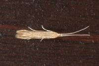 Coleophora