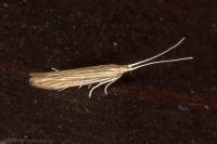 Coleophora