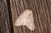 Pachycnemia hippocastanaria