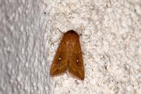 Mythimna albipuncta