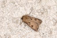 Agrotis exclamationis