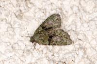 Cryphia algae