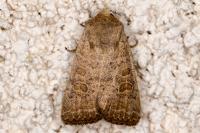 Hoplodrina ambigua