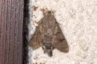 Macroglossum stellatarum