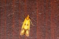 Agapeta zoegana