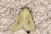 Sitochroa palealis