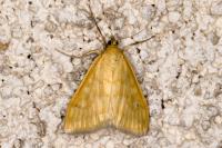 Sitochroa verticalis