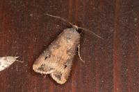 Agrotis ipsilon