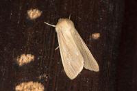 Mythimna pallens
