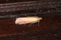 Oncocera semirubella