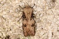 Agrotis puta