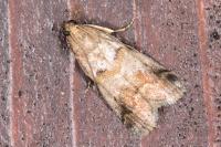 Acrobasis