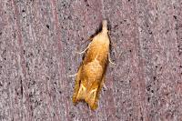 Eucosma conterminana