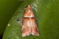 Acrobasis tumidana
