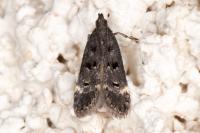 Dichomeris alacella