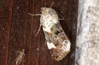 Acontia lucida
