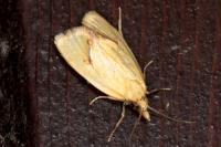 Agapeta hamana