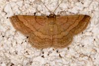Scopula rubiginata
