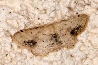 Idaea dimidiata