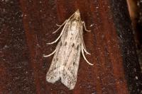 Phycitodes