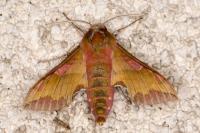 Deilephila porcellus