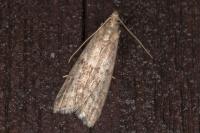 Ephestia