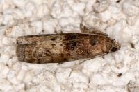 Phycita roborella