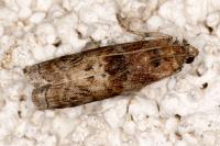 Phycita roborella
