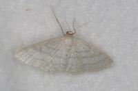 Idaea subsericeata