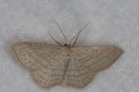 Scopula virgulata