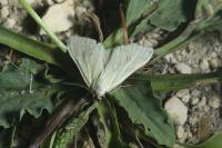 Sitochroa palealis