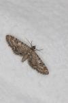 Eupithecia nanata