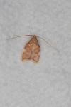 Carcina quercana