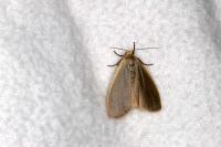 Katha depressa
