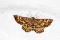 Ematurga atomaria