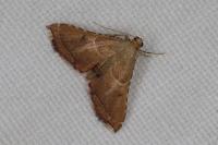 Endotricha flammealis