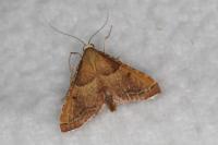 Endotricha flammealis