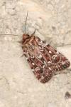 Lycophotia porphyrea