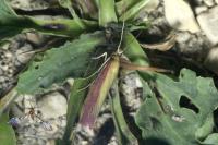 Oncocera semirubella