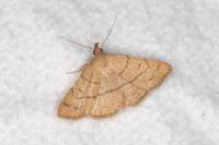 Paracolax tristalis