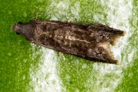 Grapholita funebrana