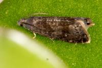 Grapholita funebrana