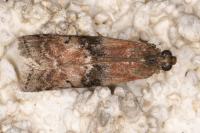 Rhodophaea formosa
