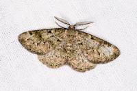 Cleorodes lichenaria