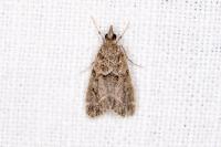 Eudonia mercurella