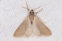 Acentria ephemerella
